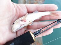 Адлер: утренний пляж, вечерняя электричка и чувствительный Streetracer-X