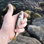 Штиль до сумерек: морская рыбалка на ставридку до восточного ветра и «барашков»