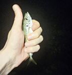 Штиль до сумерек: морская рыбалка на ставридку до восточного ветра и «барашков»