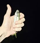 Штиль до сумерек: морская рыбалка на ставридку до восточного ветра и «барашков»