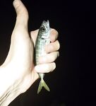 Штиль до сумерек: морская рыбалка на ставридку до восточного ветра и «барашков»