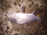 Буна, два спиннинга и периодический луфарь: морская рыбалка с горбыльками в финале