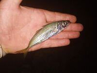 Буна, два спиннинга и периодический луфарь: морская рыбалка с горбыльками в финале