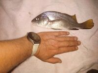 Буна, два спиннинга и периодический луфарь: морская рыбалка с горбыльками в финале