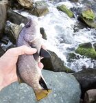 Закатный горбыль и час ставриды: морская рыбалка с переходами приманок