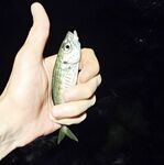 Закатный горбыль и час ставриды: морская рыбалка с переходами приманок