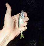 Закатный горбыль и час ставриды: морская рыбалка с переходами приманок