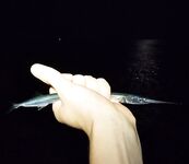 Закатный горбыль и час ставриды: морская рыбалка с переходами приманок