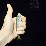 Вечер спокойного моря: морская рыбалка без отклика, редкие ставриды по часу