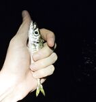 Вечер спокойного моря: морская рыбалка без отклика, редкие ставриды по часу