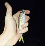 Вечер спокойного моря: морская рыбалка без отклика, редкие ставриды по часу