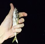 Вечер спокойного моря: морская рыбалка без отклика, редкие ставриды по часу