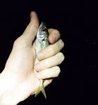 Вечер спокойного моря: морская рыбалка без отклика, редкие ставриды по часу