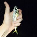 Сумеречный выход ставриды: морская рыбалка у волнореза и час активных поклёвок