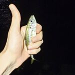 Сумеречный выход ставриды: морская рыбалка у волнореза и час активных поклёвок