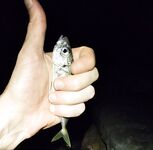 Сумеречный выход ставриды: морская рыбалка у волнореза и час активных поклёвок