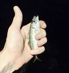 Сумеречный выход ставриды: морская рыбалка у волнореза и час активных поклёвок