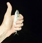 Сумеречный выход ставриды: морская рыбалка у волнореза и час активных поклёвок