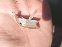 Имеретинка утром: луфарь сопровождает воблер, сарган на пилькер и карась на паузах