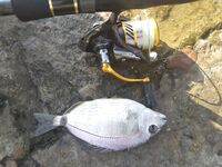 Имеретинка утром: луфарь сопровождает воблер, сарган на пилькер и карась на паузах