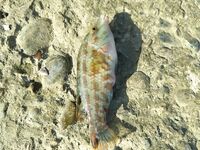 Имеретинка утром: луфарь сопровождает воблер, сарган на пилькер и карась на паузах