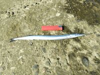 Имеретинка утром: луфарь сопровождает воблер, сарган на пилькер и карась на паузах