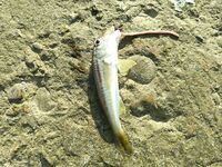 Имеретинка утром: луфарь сопровождает воблер, сарган на пилькер и карась на паузах