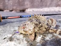 Адлер и Хоста ночью: скорпены, камни и нервный горбыль на тонком флюре