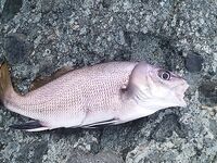 «Моя Звезда», камни и отводной: морская рыбалка вечером с луфарём и горбылём