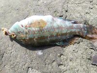 Ветер, накат и нашествие зеленух: морская рыбалка на тирольку, караси в зачёт