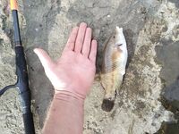 Ветер, накат и нашествие зеленух: морская рыбалка на тирольку, караси в зачёт