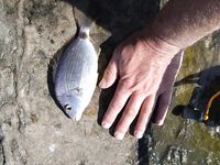 Ветер, накат и нашествие зеленух: морская рыбалка на тирольку, караси в зачёт