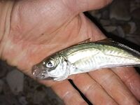 Дивноморское, 20–23 сентября: ультралайт, ночная ставрида и первые уроки моря