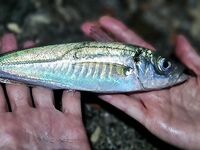 Ялта, берег до 22:30: морская рыбалка на мороженую ставриду, горбыль и «белая рыба»