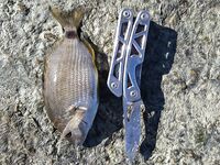 Утренний штиль и вечерний ветер: морская рыбалка в Ялте, луфарь капризничает