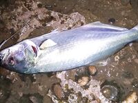 Утренний штиль и вечерний ветер: морская рыбалка в Ялте, луфарь капризничает