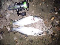 Утренний штиль и вечерний ветер: морская рыбалка в Ялте, луфарь капризничает