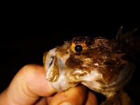 Утренний штиль и вечерний ветер: морская рыбалка в Ялте, луфарь капризничает