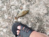 Пристань и россыпи камней: морская рыбалка в поиске луфаря, зелёная радость и присоска