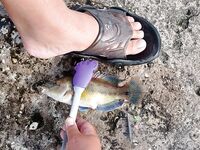 Пристань и россыпи камней: морская рыбалка в поиске луфаря, зелёная радость и присоска