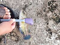 Пристань и россыпи камней: морская рыбалка в поиске луфаря, зелёная радость и присоска