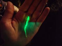 Сухум, пансионат Айтар: морская рыбалка на ставриду и охота за луфарём с буны