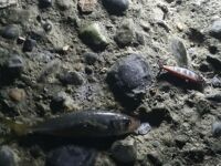 Сухум, пансионат Айтар: морская рыбалка на ставриду и охота за луфарём с буны