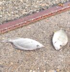 Сухум, пансионат Айтар: морская рыбалка на ставриду и охота за луфарём с буны