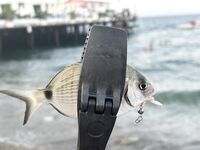 Турецкая республика: ультралайт до 2,5 г и буллеры — кайф, но ЧМ богаче