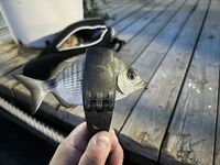 Турецкая республика: ультралайт до 2,5 г и буллеры — кайф, но ЧМ богаче