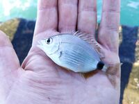 После ночного дождя: мутная вода, нереис молчит, зелёнуха спасает кадр