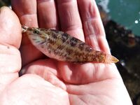 После ночного дождя: мутная вода, нереис молчит, зелёнуха спасает кадр