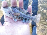 После ночного дождя: мутная вода, нереис молчит, зелёнуха спасает кадр