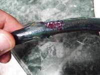 Дождь, волна и дельфины: нереис в фаворе, опарыш мимо, взял саргана